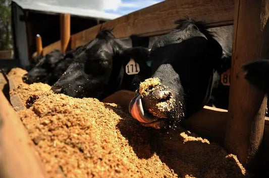 The Best of Both Worlds: Lilly Creek Farm's Approach to Raising Wagyu Beef